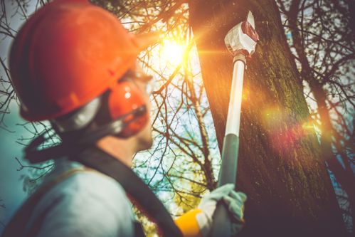 Baumfällung und Baumabtragung in Wien